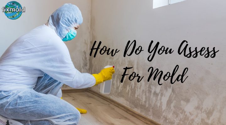 How Do You Assess For Mold