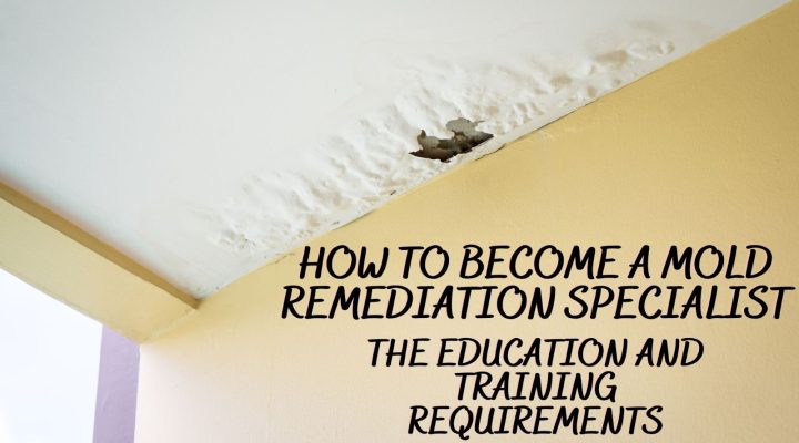 How to Become a Mold Remediation Specialist