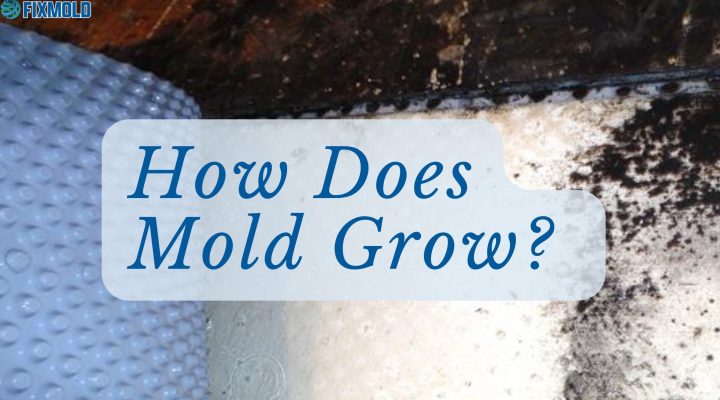 How does mold grow