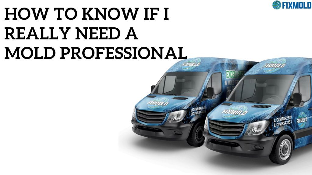 professional mold removals