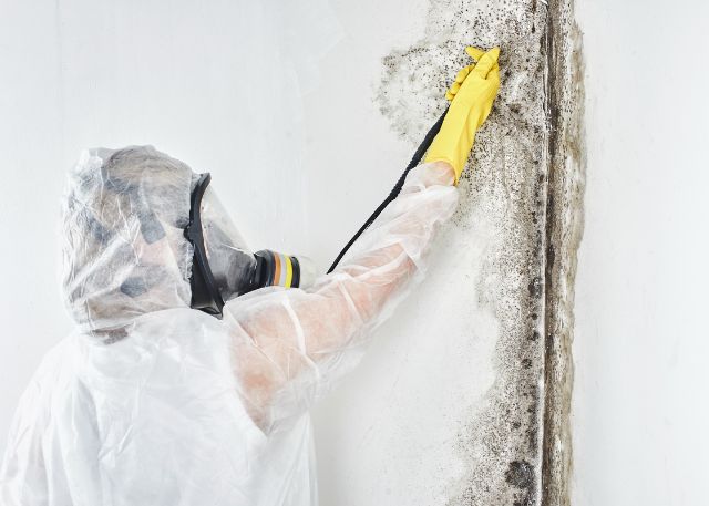 eliminate types of mold