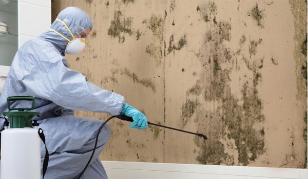 How Much Does Mold Removal Usually Cost