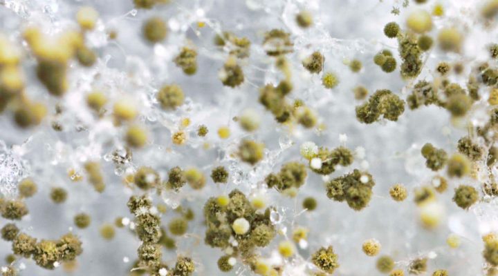 mold spores and respiratory health