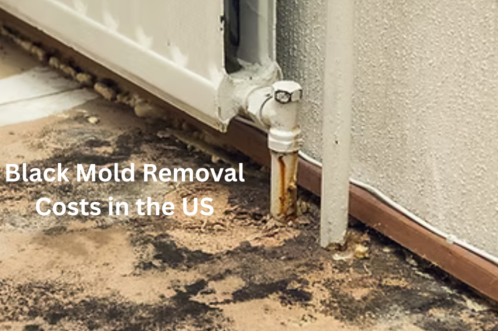 Understanding Black Mold Removal Costs in the US