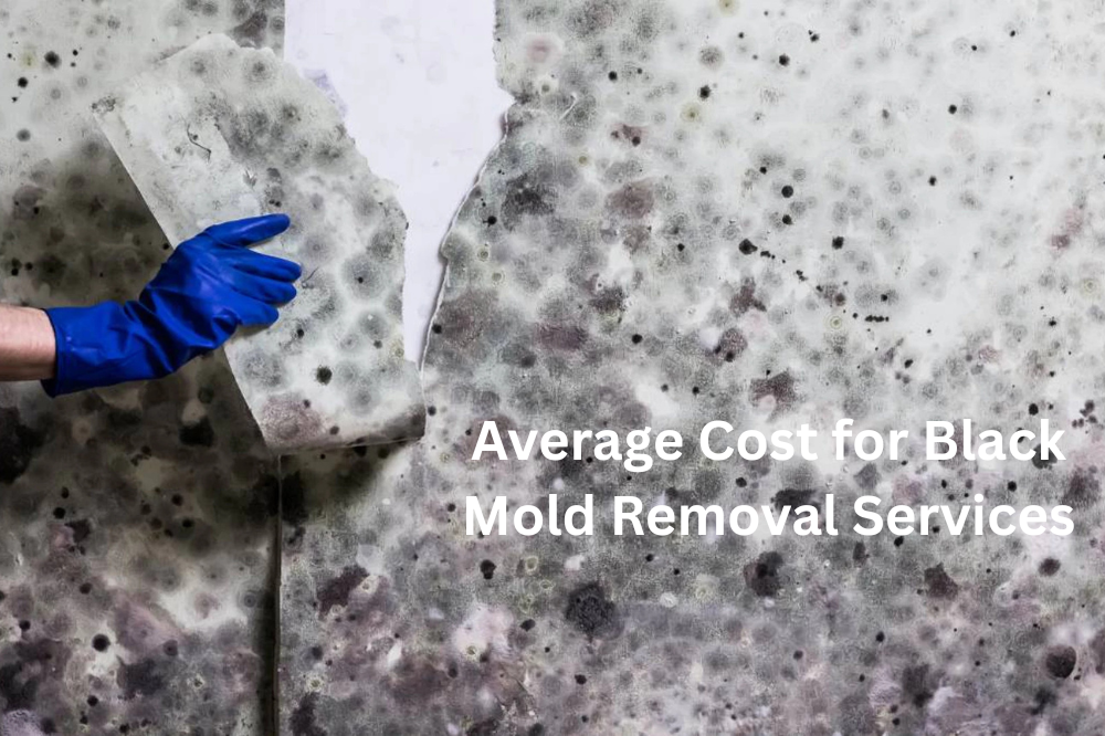 Average cost for black mold removal services