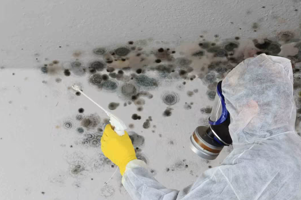 black mold removal