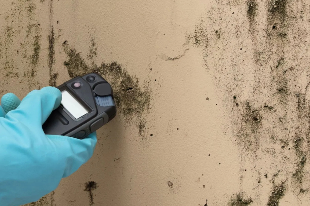 fix mold Miami mold inspection