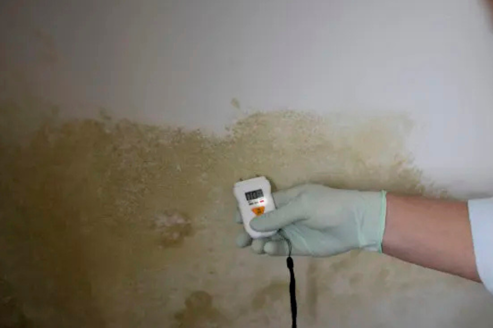 mold remediation