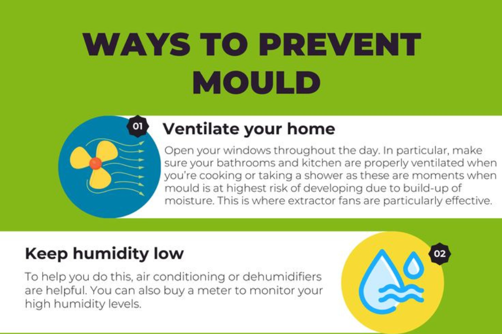 white fuzzy mold on wall