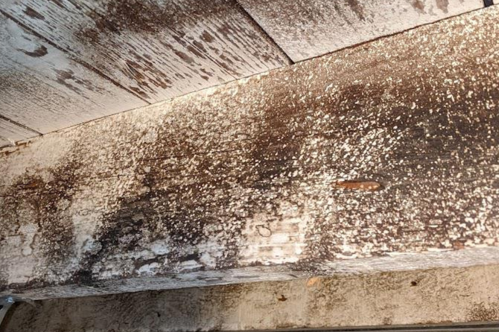 Understanding White Fluffy Mold in Your Home