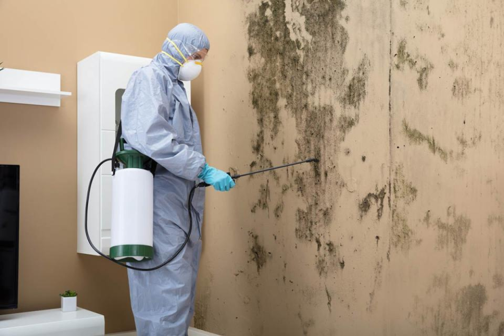 Understanding Mold Repair Costs for Homeowners