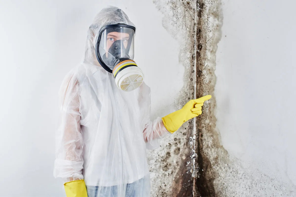 mold repair services
