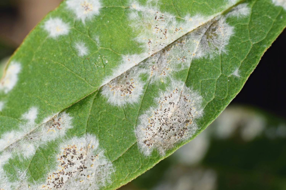 Combat White Fungus on Plants – Prevention Tips