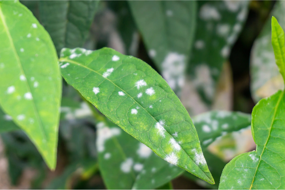 garden fungus control