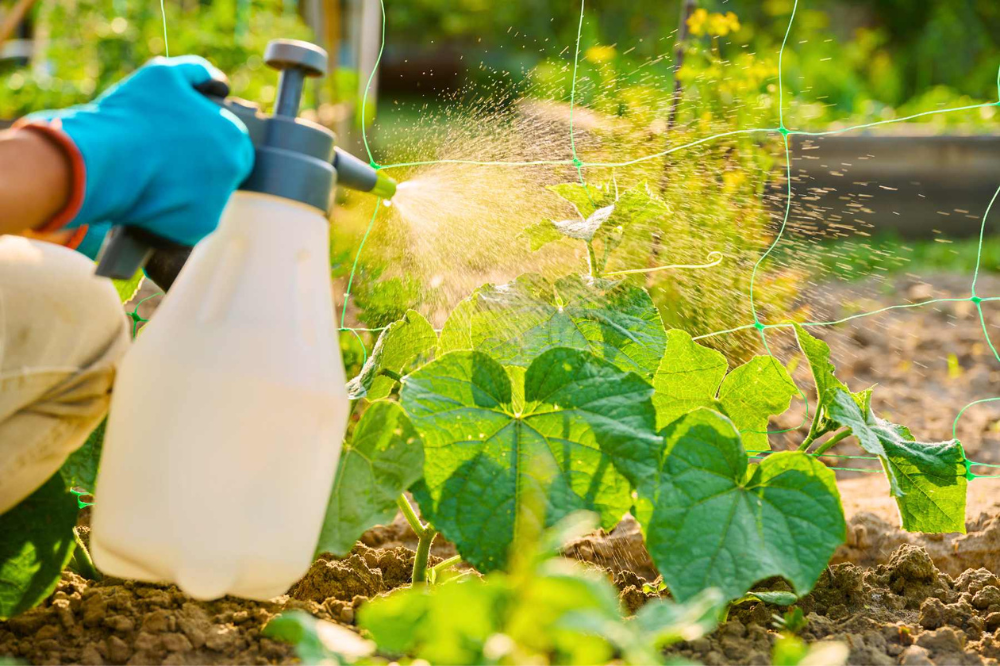 Garden Fungus Control