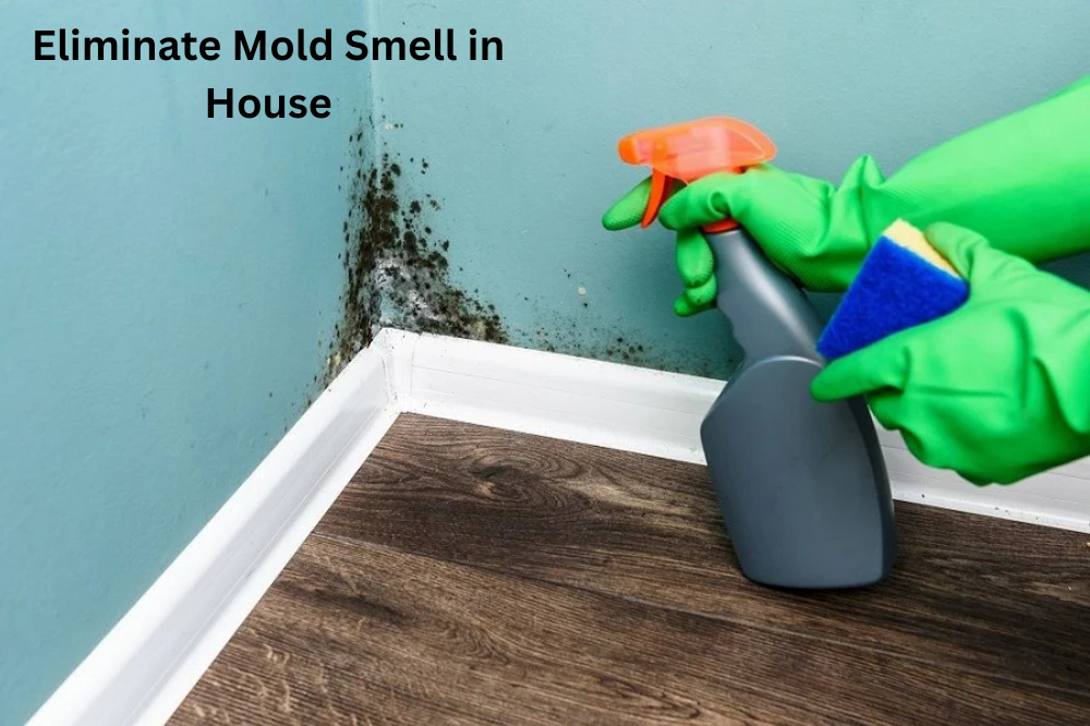 Eliminate Mold Smell in House – Expert Tips
