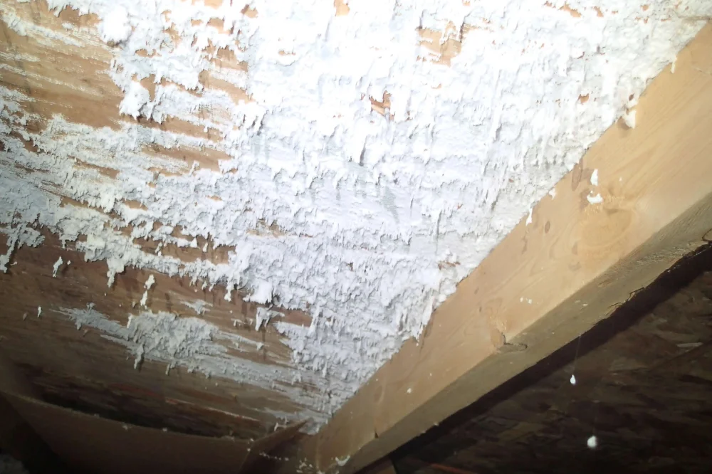 white fluffy mold in bathroom 146