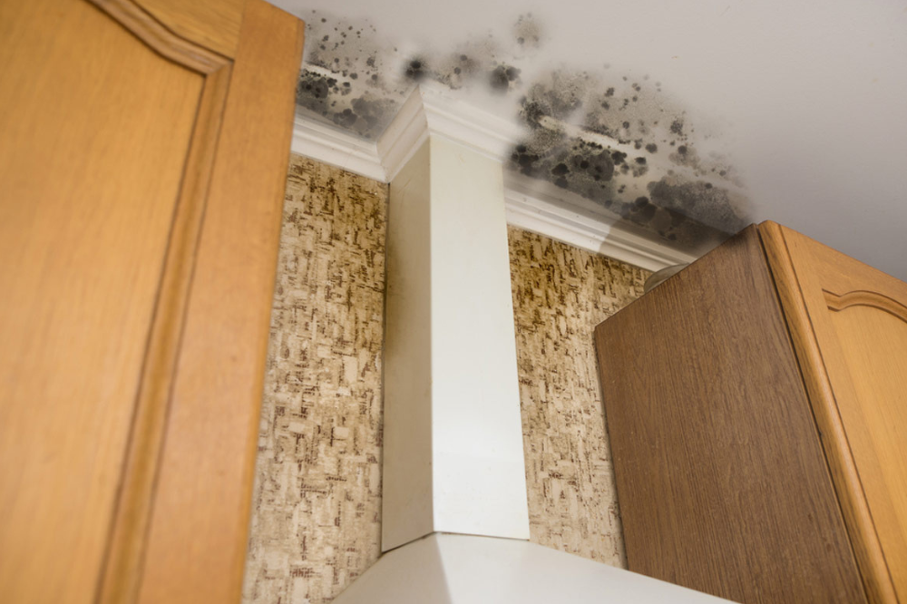 Mold Abatement Cost: Insights & Price Guide 2025