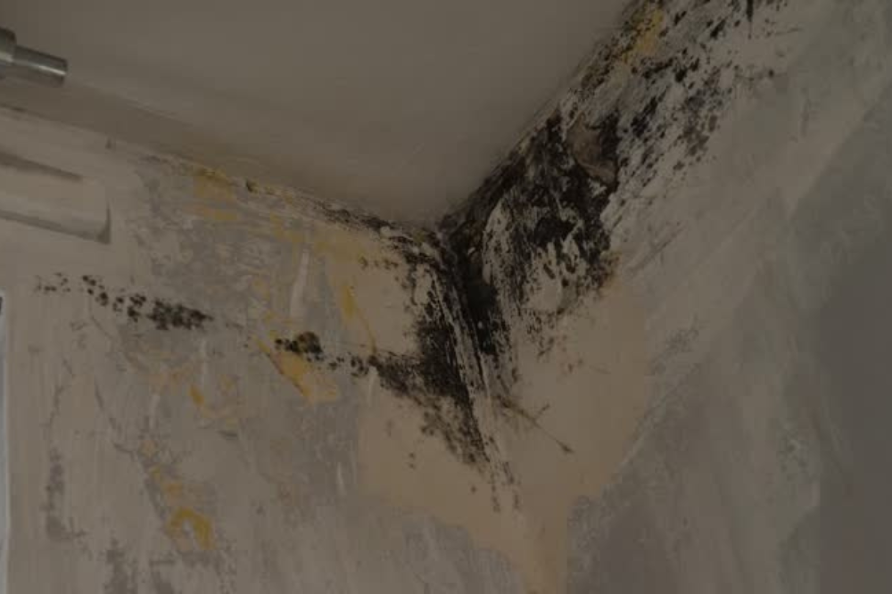 basement mold removal