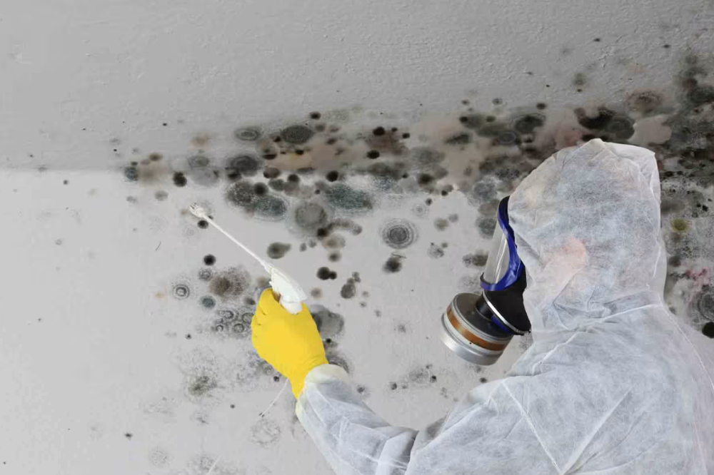 Experienced mold remediation contractors