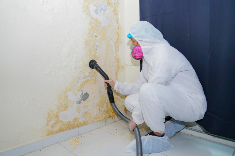 professional mold remediation