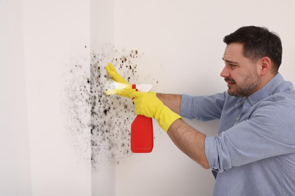 environmentally friendly mold removal