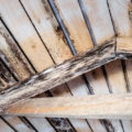 Top Mold Killers for Wood – Secure and Effective