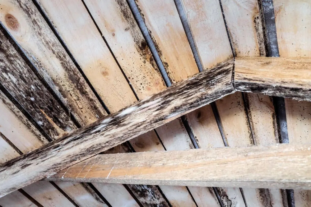 Top Mold Killers for Wood – Secure and Effective