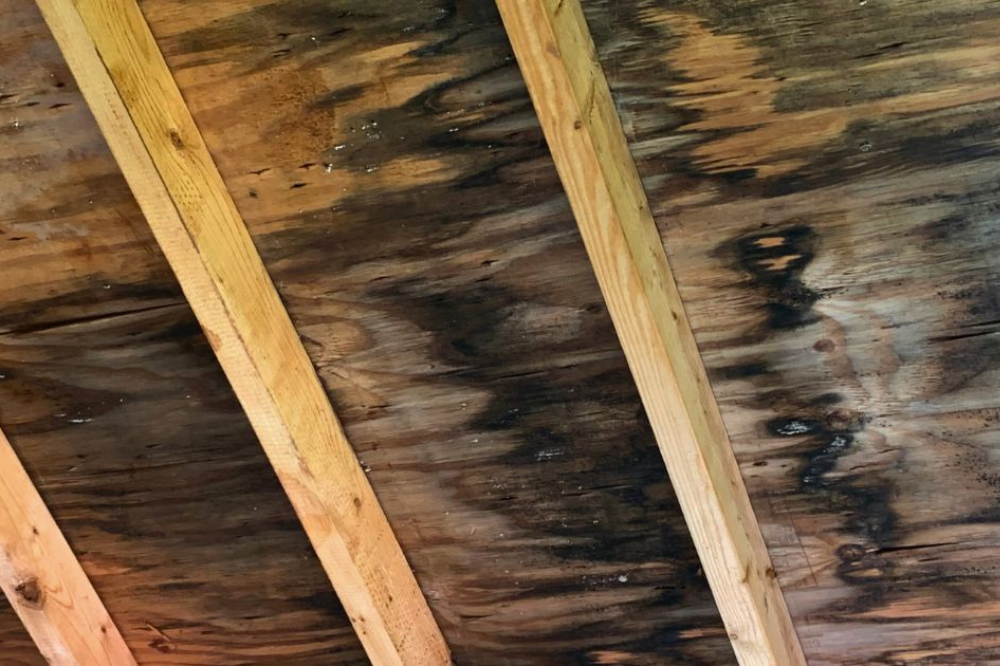 Eliminate Mold on Wood: Effective Remedies & Tips