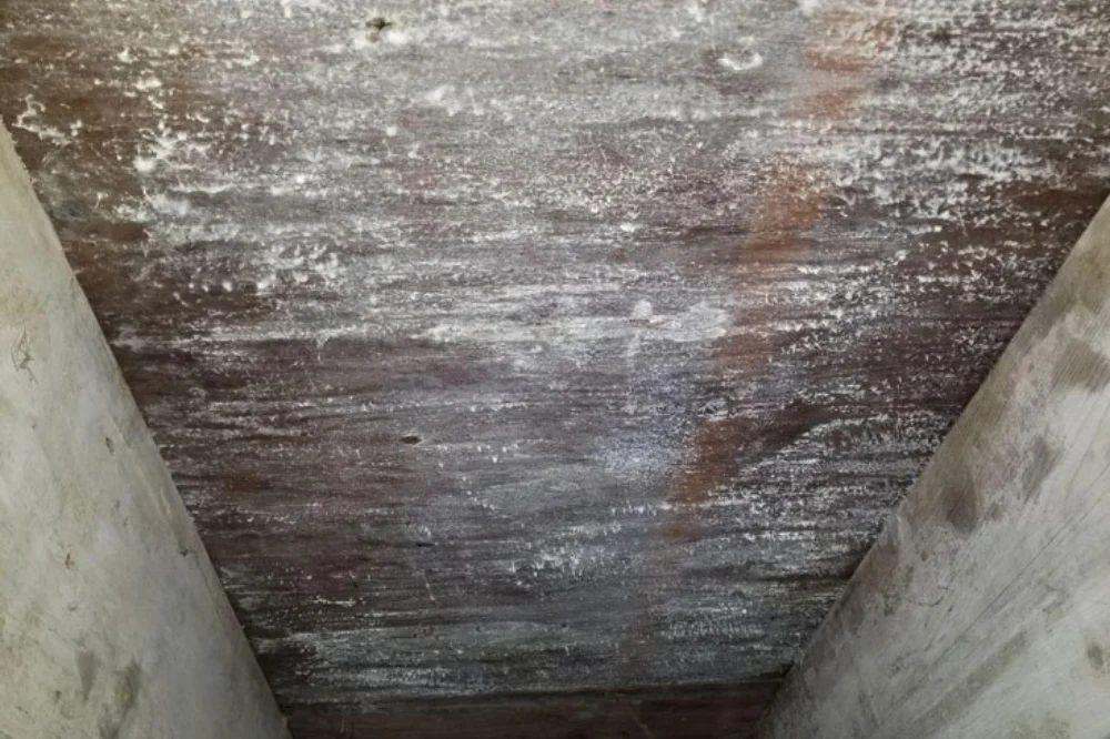 white fluffy mold white fluffy mold