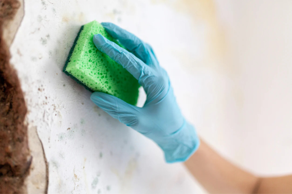 Bleach's Effectiveness in Killing Mold