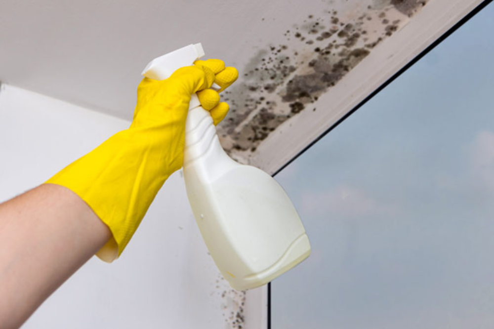 Mold growth in homes