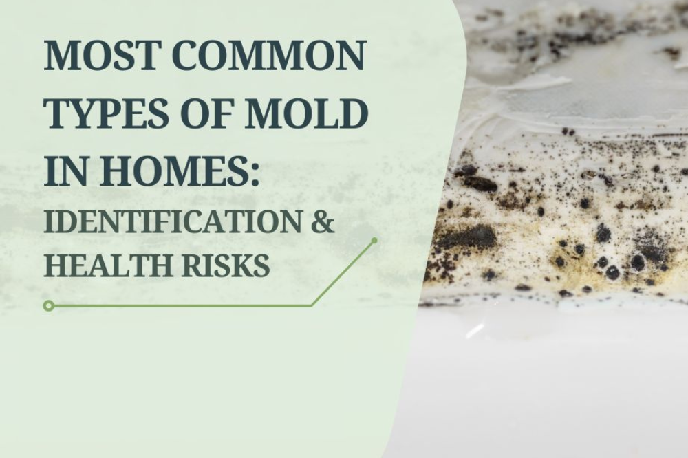 Identifying Types of Mold on Walls in Homes