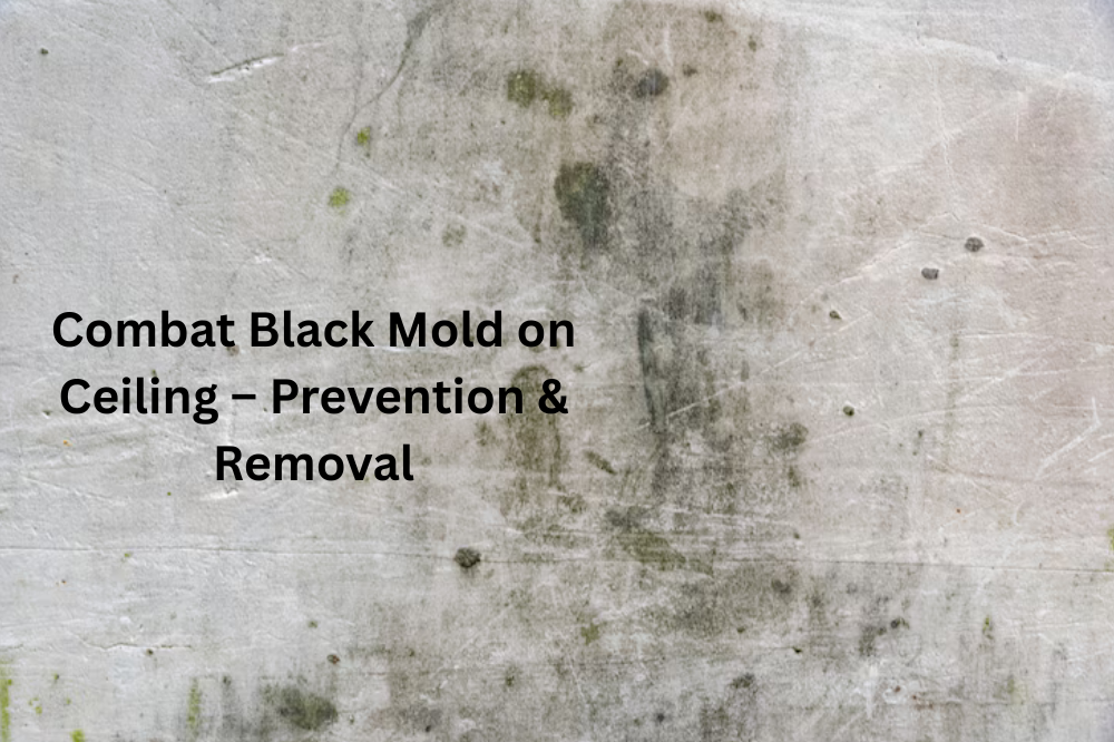Combat Black Mold on Ceiling – Prevention & Removal