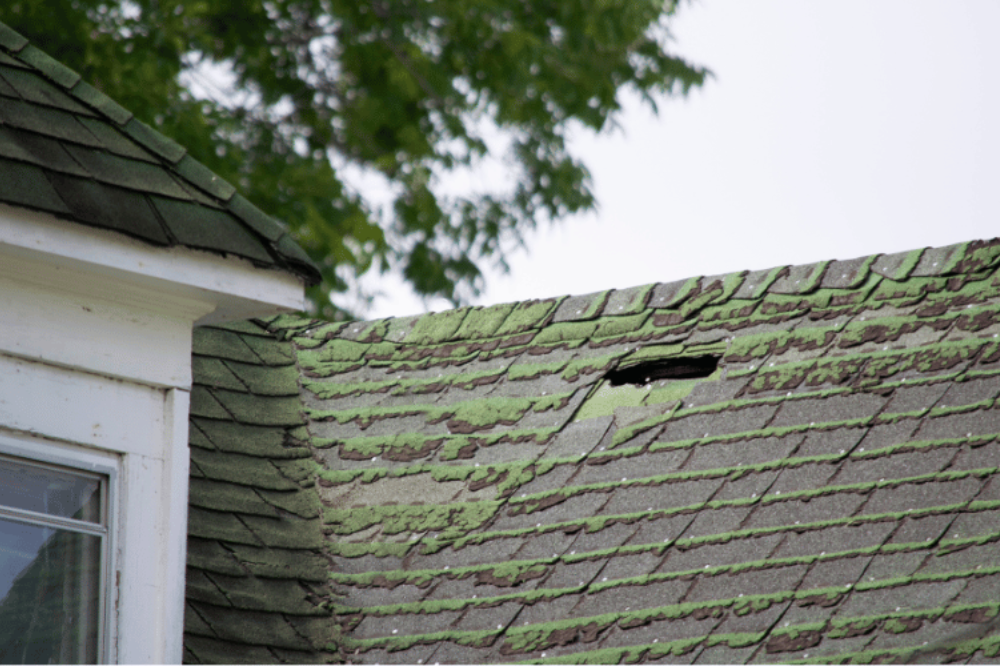 Combat Mold on Roof – Effective Removal & Prevention