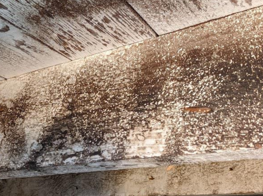 White Mold on Wood