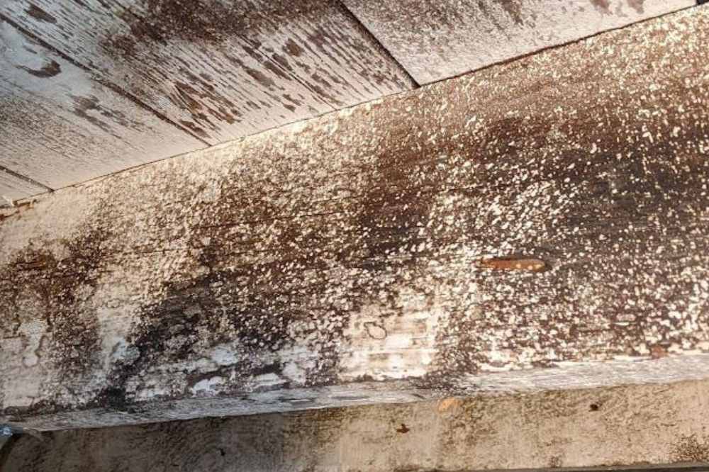 White Mold on Wood: Causes and Solutions
