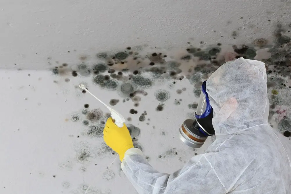 Eliminate Bedroom Wall Mold: Safe & Effective Solutions