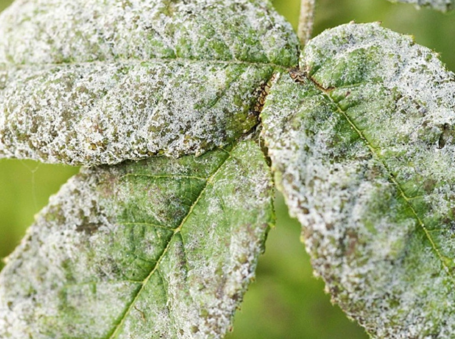 White mold on plant