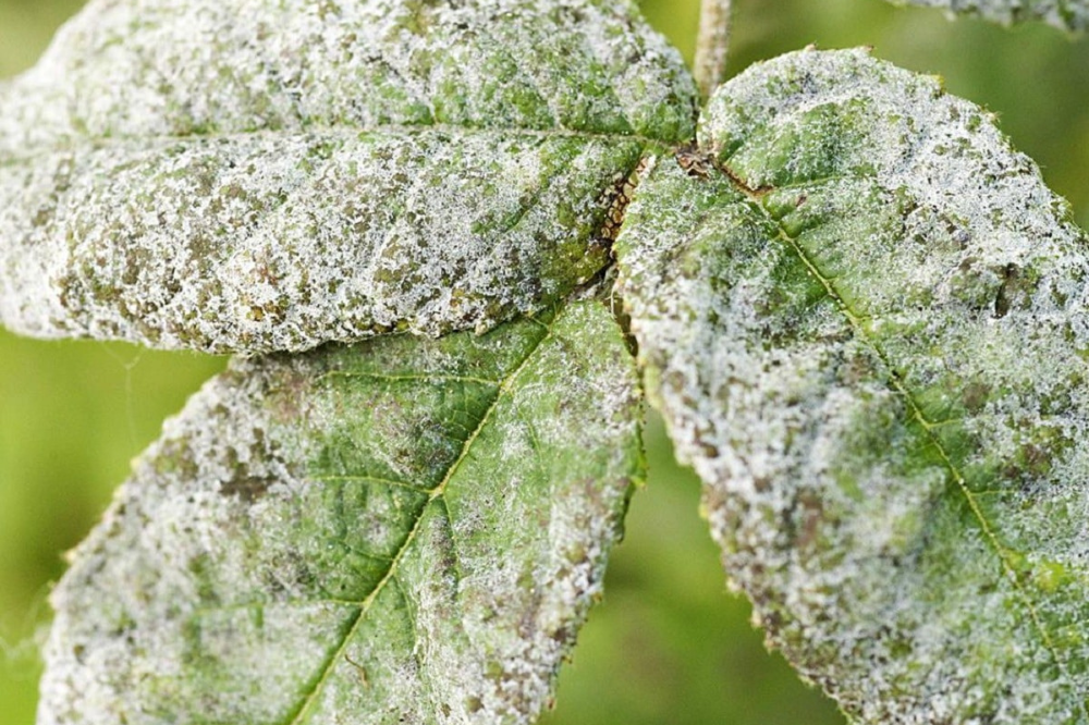 White mold on plant