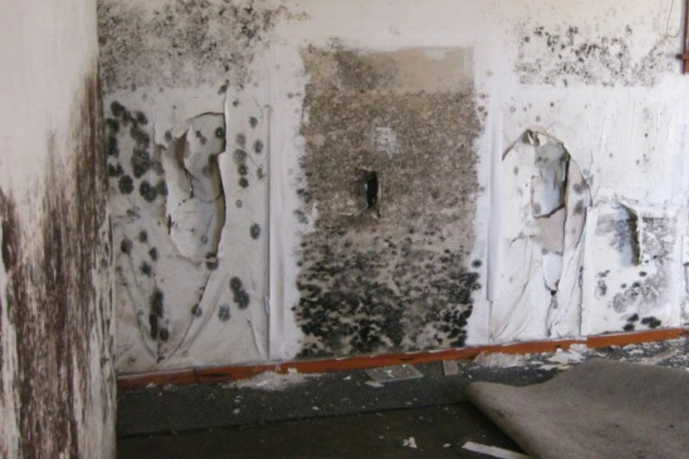 Mold in Buildings: Understanding the Occurrence and Impact