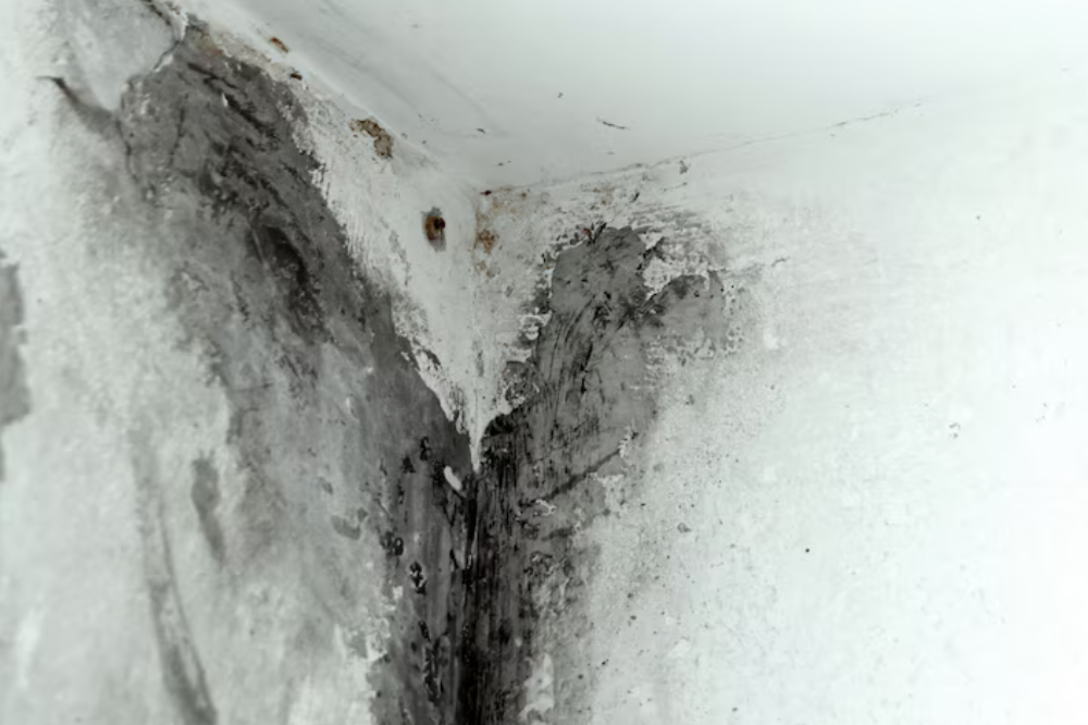 What You Need to Know About Black Mold