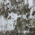 Black Mold Removal Cost