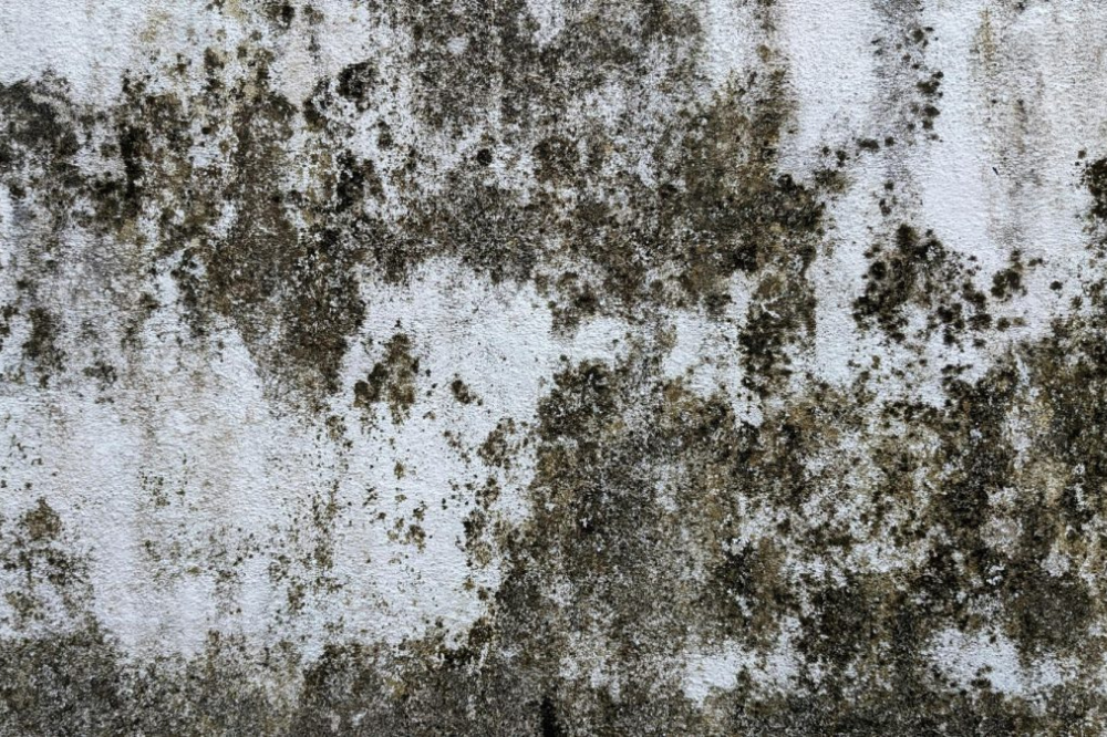 Black Mold Removal Cost
