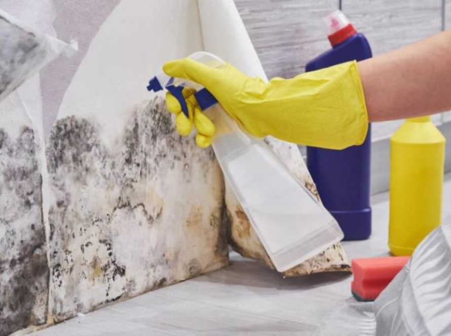 Easy Methods to Remove Mold