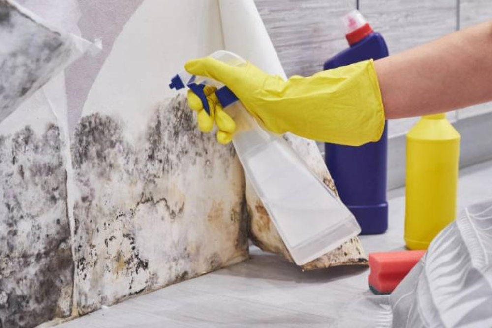 long-lasting mold prevention