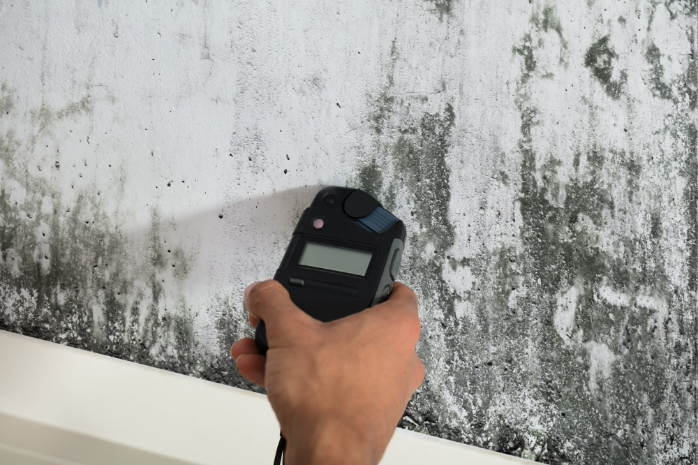 mold remediation process