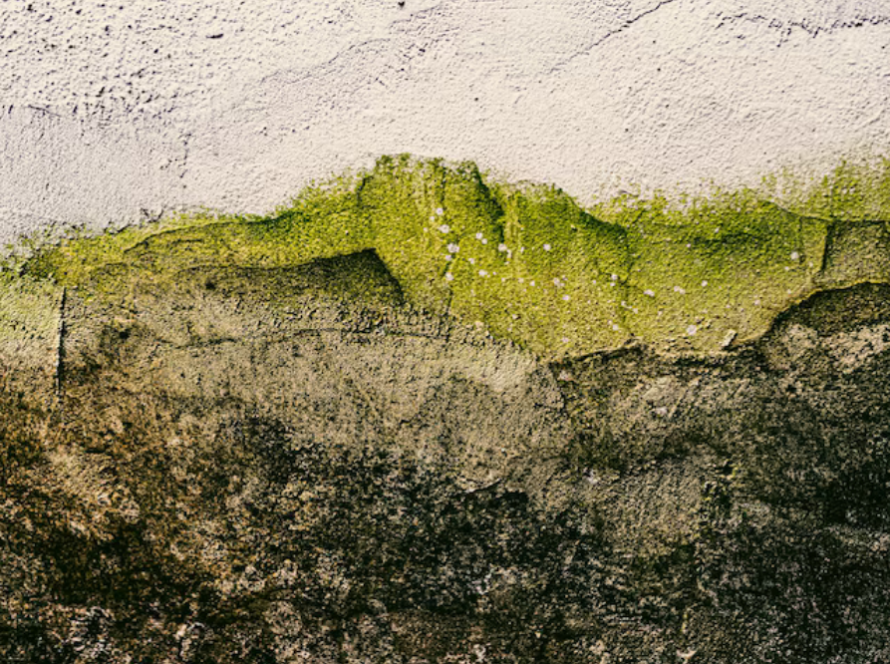 How-does-mold-grow
