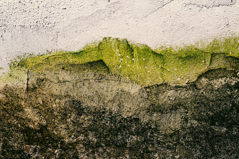 Understanding Mold Growth: Causes and Conditions