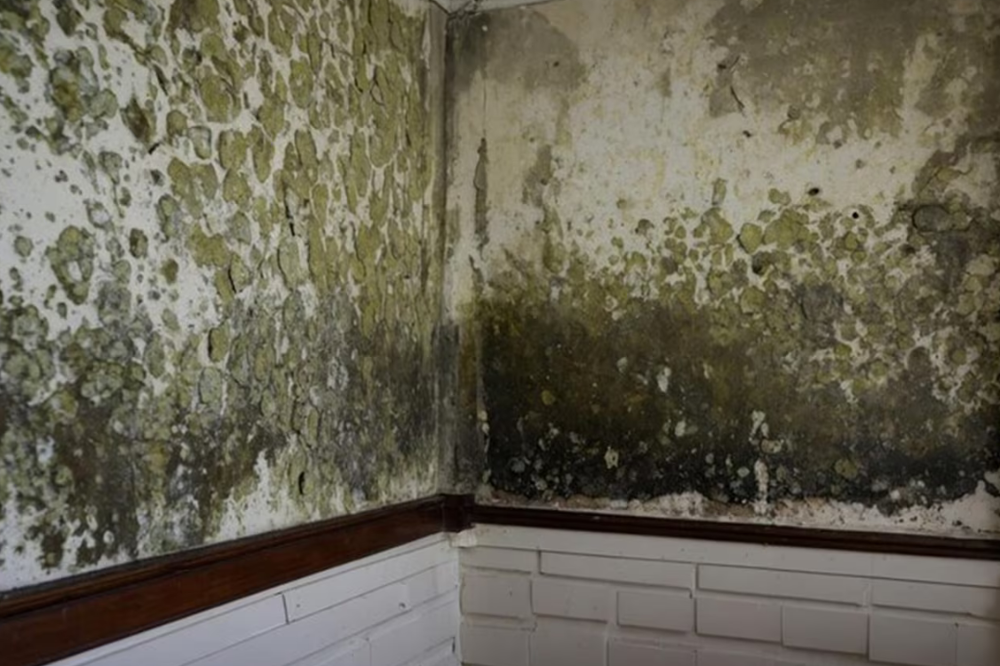 What Is An Acceptable Mold Spore Count?